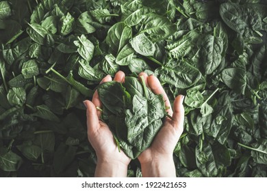 Overhead Shot Of Woman Hands Holding Spinach Lettuce Salad Leaves In Palms. Healthy Vegan Nutrition. Flat Lay Of Green Leaves Background.