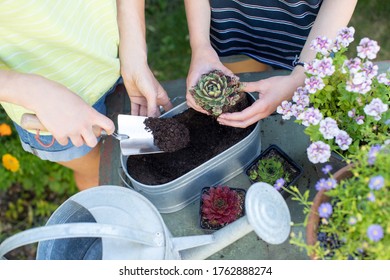 Overhead Shot Of Woman With Teenage Daughter Gardening At Home Planting Succulent Plants In Metal Planter Outdoors - Powered by Shutterstock