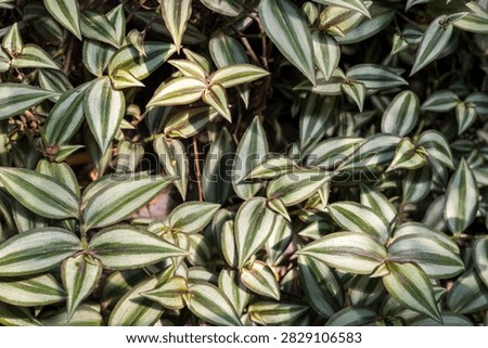 Overhead texture pattern of lush Tradescantia zebrina wandering dude leaves with silver and green stripes in a garden.