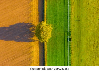 Overhead top down aerial shot of a lone tree between a ploughed field and a horse racecourse in Autumn with a the shadow of a man walking his dog in Beverley, UK
