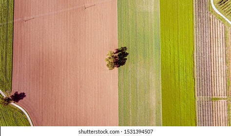 Overhead Top Down Drone Shot Of A Lone Tree In The Middle Of A Ploughed Field. The Field And Crops Form Stripes Across Terrain As The Tree Sits In The Middle.