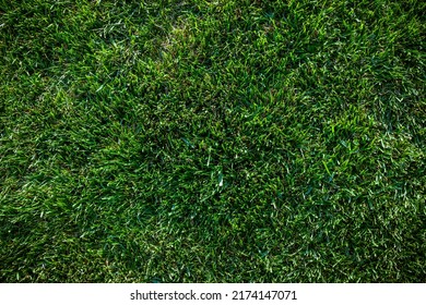 Overhead Top View Of Green Grass Texture, Yard, Outdoor Turf And Grass Background