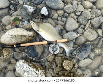 Overhead or top view of pink humpy salmon caught fly fishing in Pacific Northwest of America while still underwater. Fish was release unharmed to continue spawning 