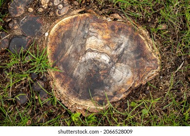 Overhead View Of An Attractive Stump Of A Mountain Ash Tree