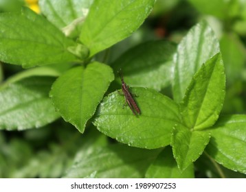 Overhead View Of A Brown Grasshopper Sitting On Top Of A Green Leaf With Few Grass In Background