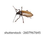 Overhead view of a brown longhorn beetle with dark head and legs isolated on white background.