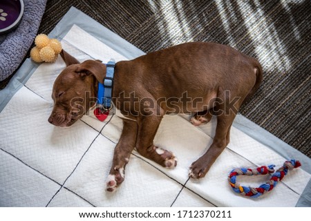 Overhead view of brown and white puppy sleeping with pee-pad underneath, toys and bed in pictures
