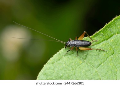 Overhead view of a bush cricket, Trigonidium humbertianum, resting on a green leaf.