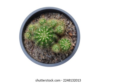 Overhead view of a Cactus plant growing in a black plastic pot in isolated background
