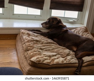 Overhead view of chocolate lab senior dog as he relaxes on his orthopedic bed on a cozy afternoon - Powered by Shutterstock