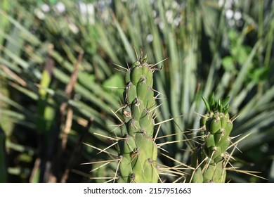 Overhead view of a circular green spiny cactus.Round green cactus, prickly plant, top view, lateral view. Tropical cactus plants with sharp spines growing

