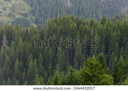 Overhead view of clouds over forest in mountains.