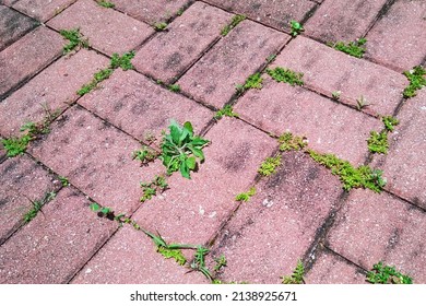 Overhead View Of Cobblestone Street Texture With Grass. Stone Pavement Texture. 