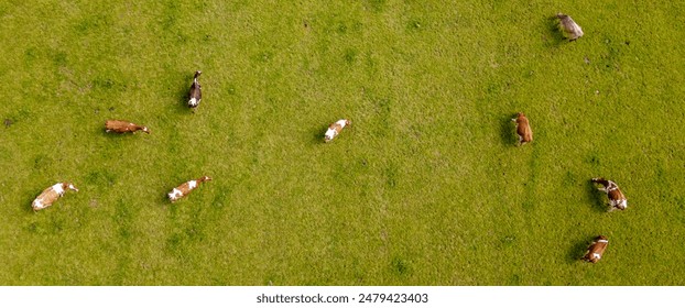 Overhead view of cows grazing on the field - Powered by Shutterstock