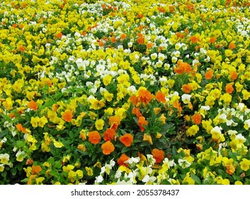 Overhead view of a cultivated field of many orange, yellow and white petunia flowers. Floral background, backdrop or wallpaper. Natural outdoor lighting. No people present.