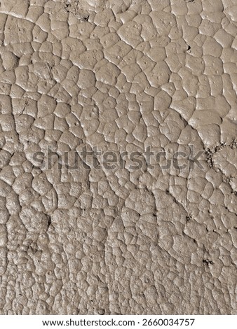 Overhead view of drying mud forming desiccation or mud cracks.