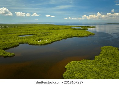 Overhead view of Everglades swamp with green vegetation between water inlets. Natural habitat of many tropical species in Florida wetlands - Powered by Shutterstock