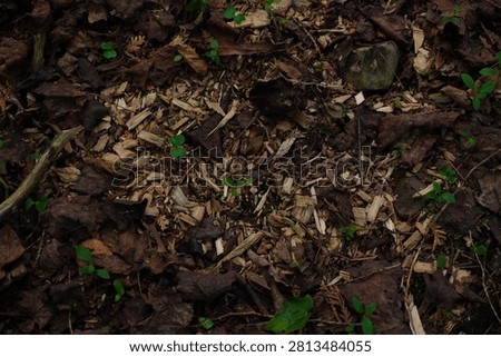 Overhead view of forest floor with decaying leaves, mulch, and small green sprouts