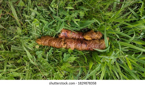 Overhead View Of Fresh Dog Poop On Green Grass In The Summer.