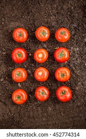 Overhead View Of Fresh Organic Tomatoes On Dirt At Garden