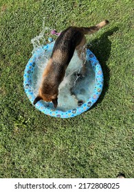 Overhead View Of German Shepherd Dog Playing In Pool Splashing Water Against Green Grass Background Outside On Sunny Day 