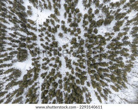 Overhead view of green fir trees with snow on the ground
