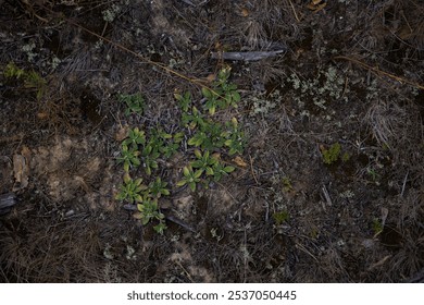 An overhead view of green plants growing on the forest floor, surrounded by dry grass, branches and other natural debris, creating a textured and earthy scene. A patch of grass on empty ground. - Powered by Shutterstock