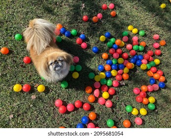 Overhead View Of Happy Senior Purebred Pekingese Dog Playing Outside In Green Grass Surrounded By Bright Colorful Plastic Balls Looking Up At Camera On Sunny Day 