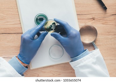 Overhead View Of Laboratory Technician Analyzing Growing Bacterial Cultures In Petri Dish, Science And Microbiology Background