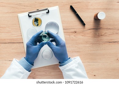 Overhead View Of Laboratory Technician Analyzing Growing Bacterial Cultures In Petri Dish, Science And Microbiology Background