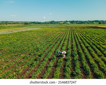 Overhead View Mother With Son At Strawberry Farm Gathering Vitamins