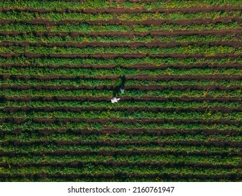 Overhead View Mother With Son At Strawberry Farm Gathering Vitamins