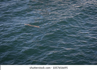 Overhead View On A Wood Branch Or Driftwood Log Floating In Dark Blue Water, A Collision Hazard For Boats