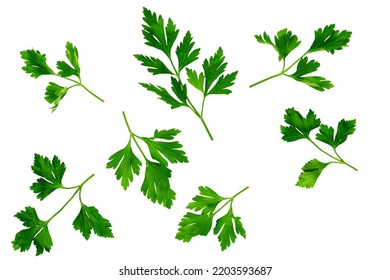 Overhead View Of Parsley Leaves Isolated On White Background