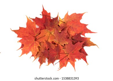 Overhead View Of A Pile Of Red Maple Leaves Isolated On White