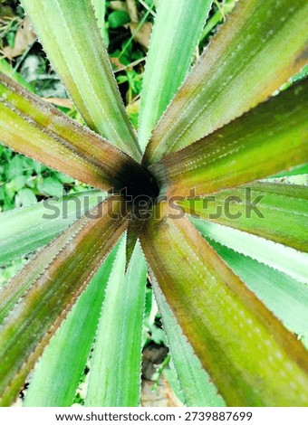 Overhead view of a pineapple tree crown showing a striking geometric rosette pattern and sharp spiny leaves.