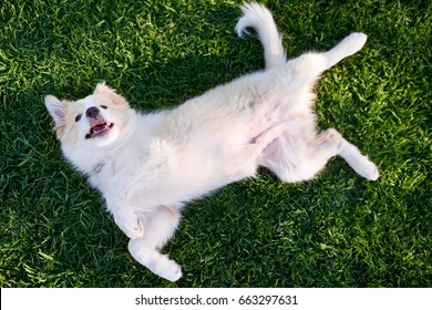 Overhead View Of Puppy Dog On Green Grass, Rolling On Back Belly Up In Submissive Pose