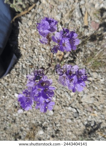Overhead View of Purple Scorpion Weed Arizona Desert Wildflower in Spring