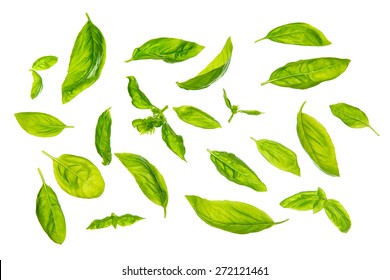 Overhead View Scattered Fresh Sweet Basil Leaves, Isolated On White Background.