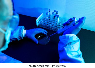 Overhead View Of A Scientist Pipetting A Drop Of Fluid Into A Petri Dish In A Laboratory With A Blue Environment