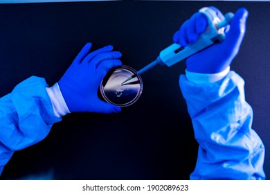 Overhead View Of A Scientist Pipetting A Drop Of Fluid Into A Petri Dish In A Laboratory With A Blue Environment