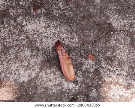 Overhead view of a single dried winged mahogany seed (Swietenia macrophylla) lying on weathered mossy concrete background.