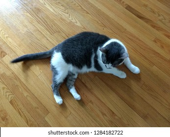 Overhead View Of Small, Cute Grey And White Cat Laying On Hardwood Floor