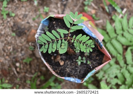 Overhead view of a small vegetable hummingbird (Sesbania grandiflora) plant growing in a soil filled polythene bag