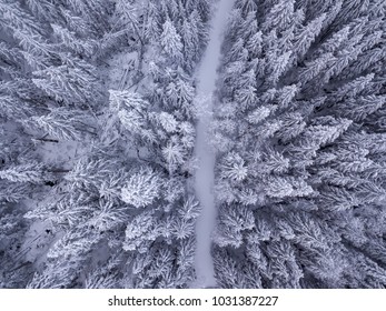 Overhead View Of Snow Covered Trees And Snow Covered Road In The Wilderness