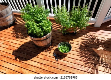 Overhead View Of A Stainless Steel Bowl And Scissors Filled With Italian Herbs Consisting Of Basil, Oregano, And Parsley On Home Outdoor Wood Deck Backyard Garden 