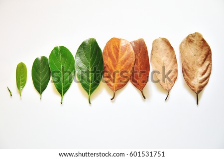 Overhead view of tender to old leaves arranged sequentially - conceptual image of life and aging. Phases of life - childhood, adolescence, adulthood and old age. Health of skin and skin care. 