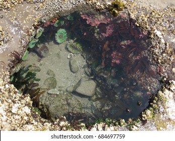 Overhead view of tide pool on Oregon coast full of fascinating tidal plants and creatures like anemones, hermit crabs, barnacles, limpets, kelp and small fish waiting for the tide to come in again.