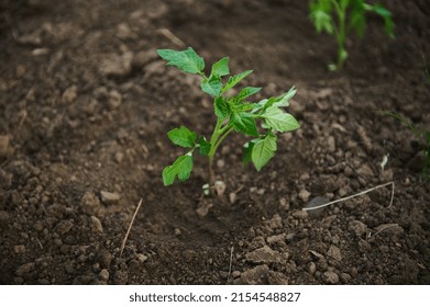 Overhead View Of Tomato Seedlings Transplanted Into A Flower Bed With Black Soil In Open Ground. Agricultural Hobby, Horticulture, Agronomy, Gardening Concept