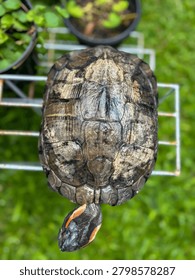 An overhead view of a Trachemys scripta elegans (Red-eared Slider) with intricate scute pattern in a backyard garden